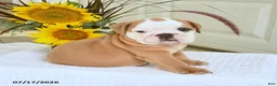 English Bulldog dogs for sale: Travis - Ad 1