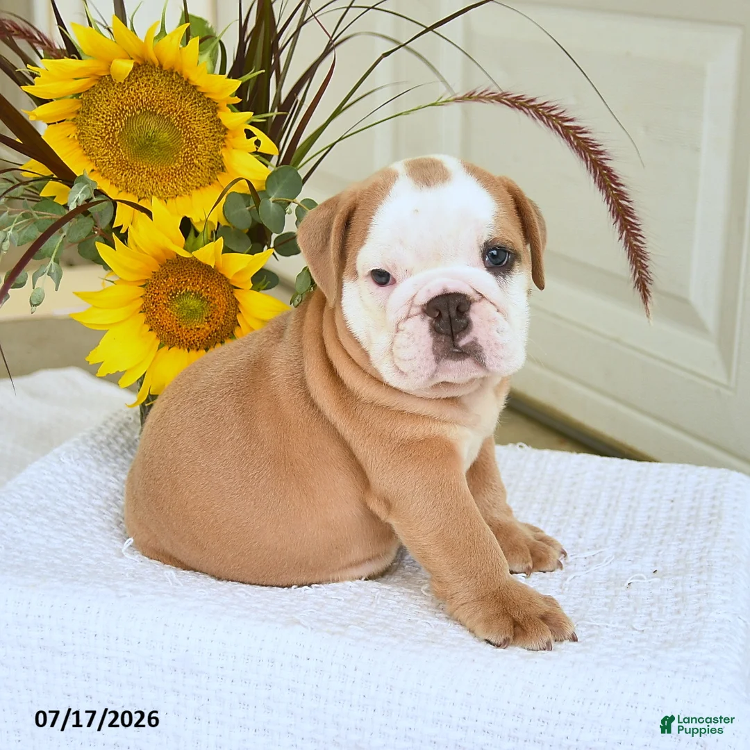 English Bulldog dogs for sale: Travis - Ad 1