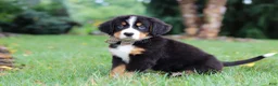 Bernese Mountain Dog dogs for sale: Theo - Ad 6