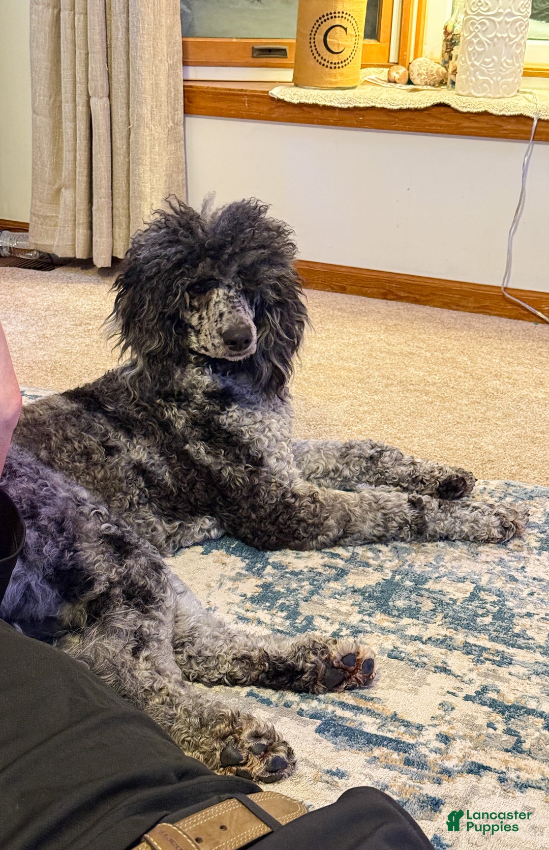 Standard Poodle dogs for sale: Ember - Ad 2