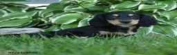 Miniature Dachshund dogs for sale: Winston - Ad 3