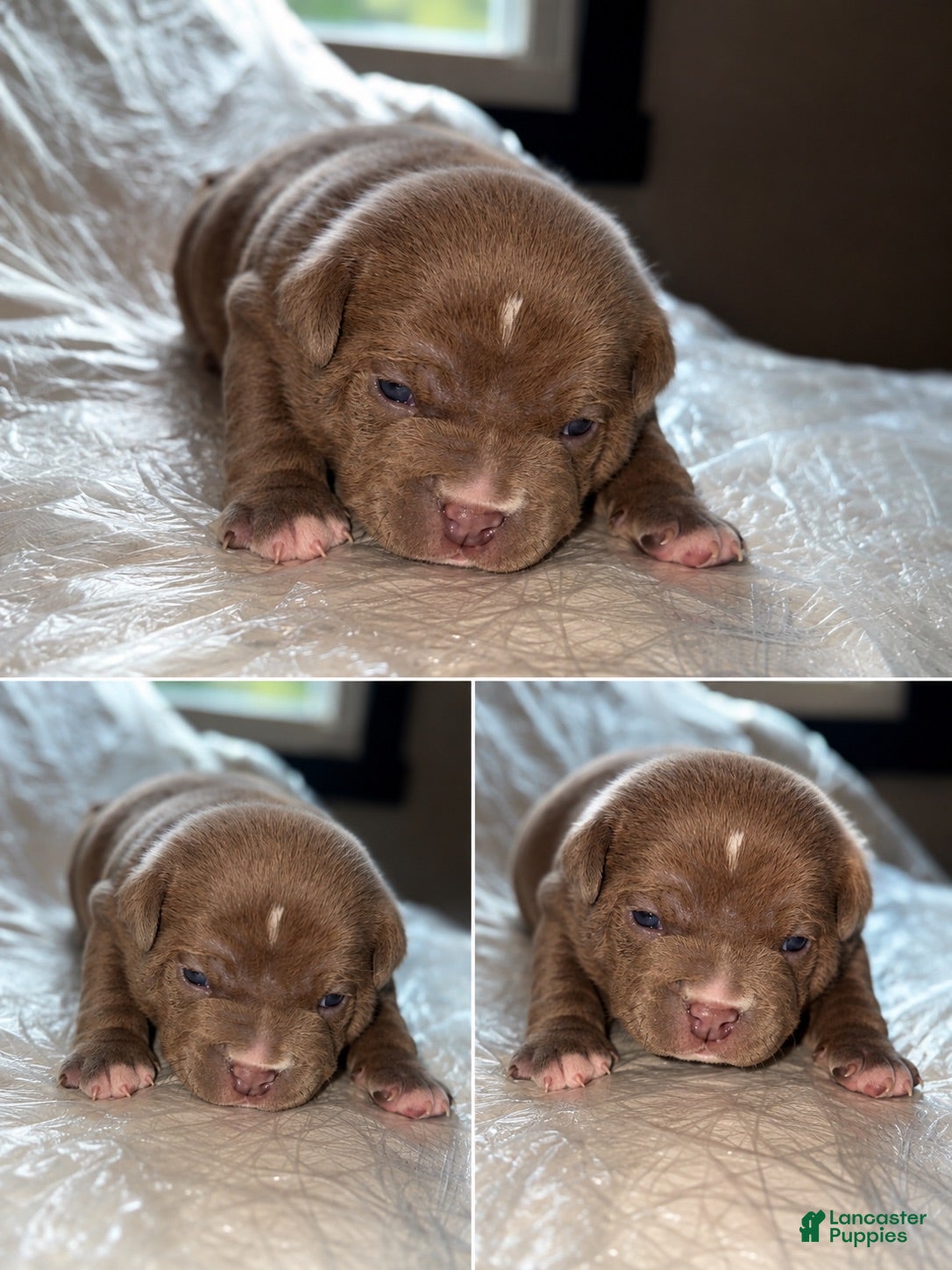 American Bully dogs American Bully 2 - Ad 16
