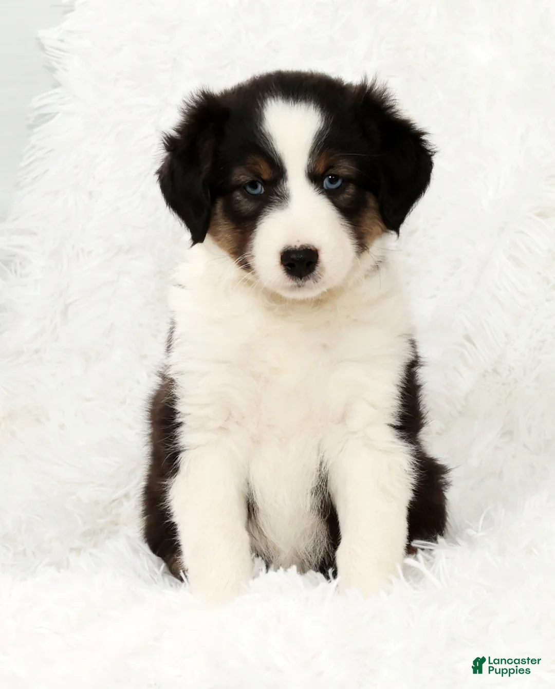 Australian Shepherd dogs for sale: Buddy - Ad 2