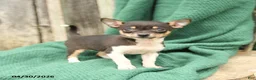 Chihuahua dogs for sale: Princess - Ad 3