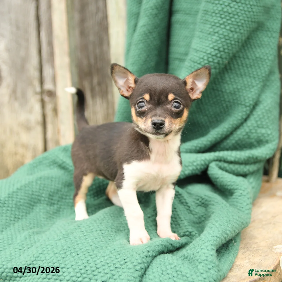 Chihuahua dogs for sale: Princess - Ad 3