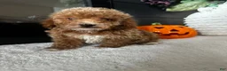 Toy Poodle dogs for sale: Benny - Ad 8