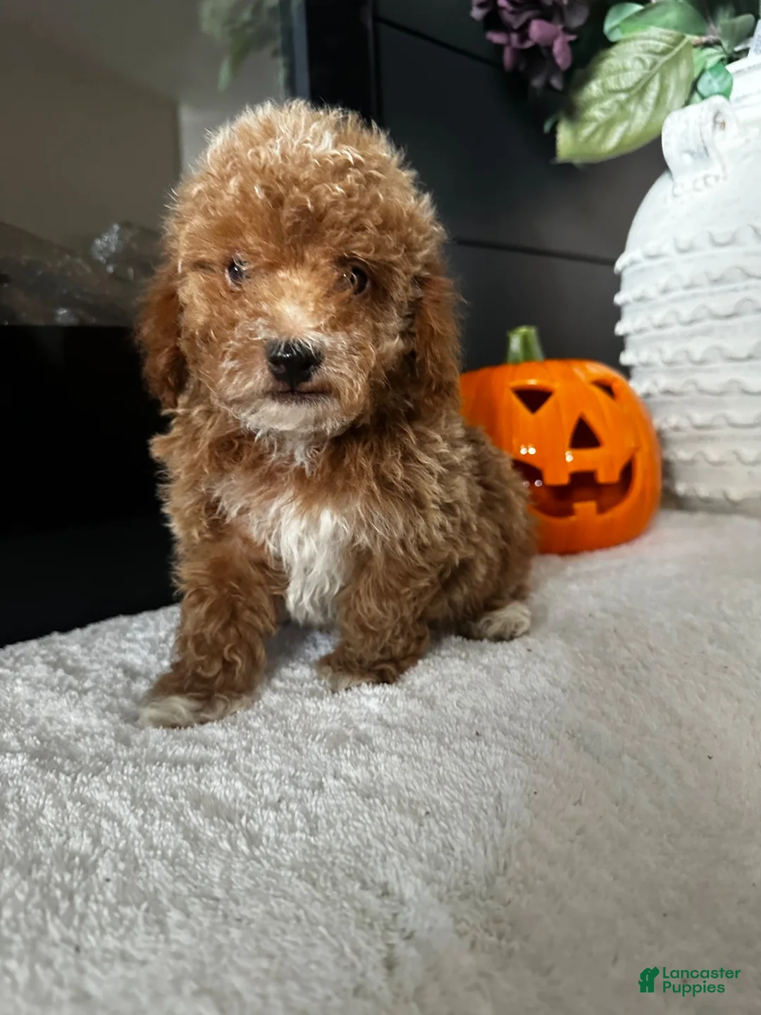 Toy Poodle dogs for sale: Benny - Ad 8