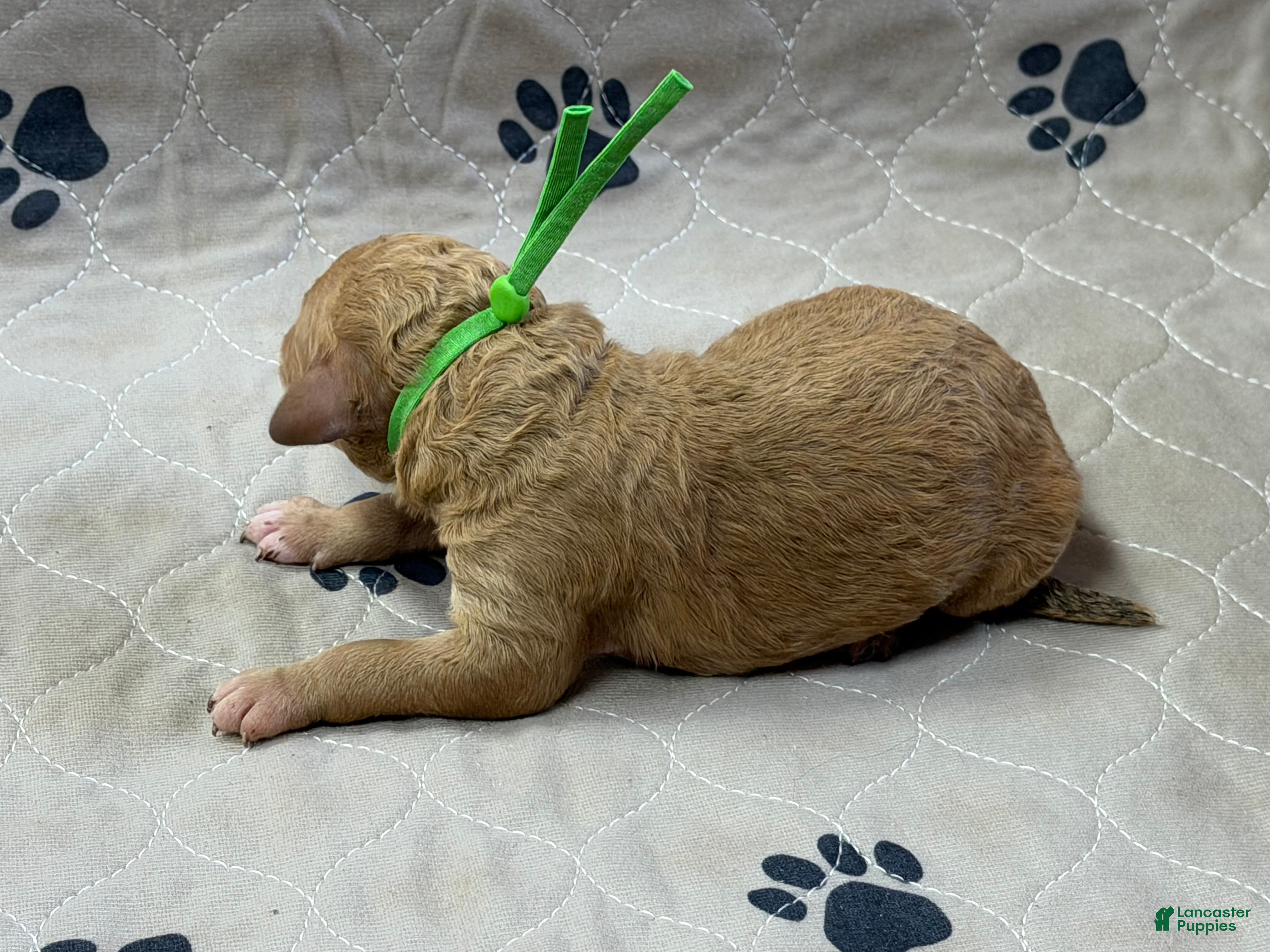 Goldendoodle dogs Green - Goldendoodle Puppy 3 - Ad 2