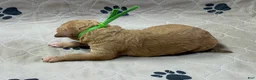 Goldendoodle dogs for sale: Green - Goldendoodle Puppy 3 - Ad 2
