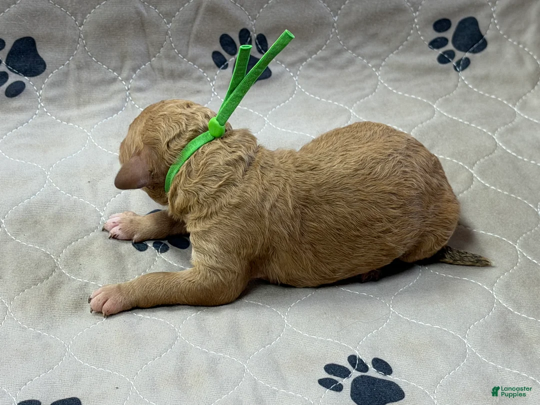 Goldendoodle dogs for sale: Green - Goldendoodle Puppy 3 - Ad 2