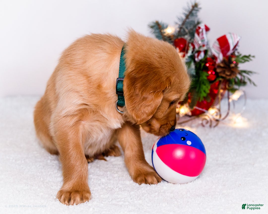 Golden Retriever dogs for sale: Benjy - Ad 4