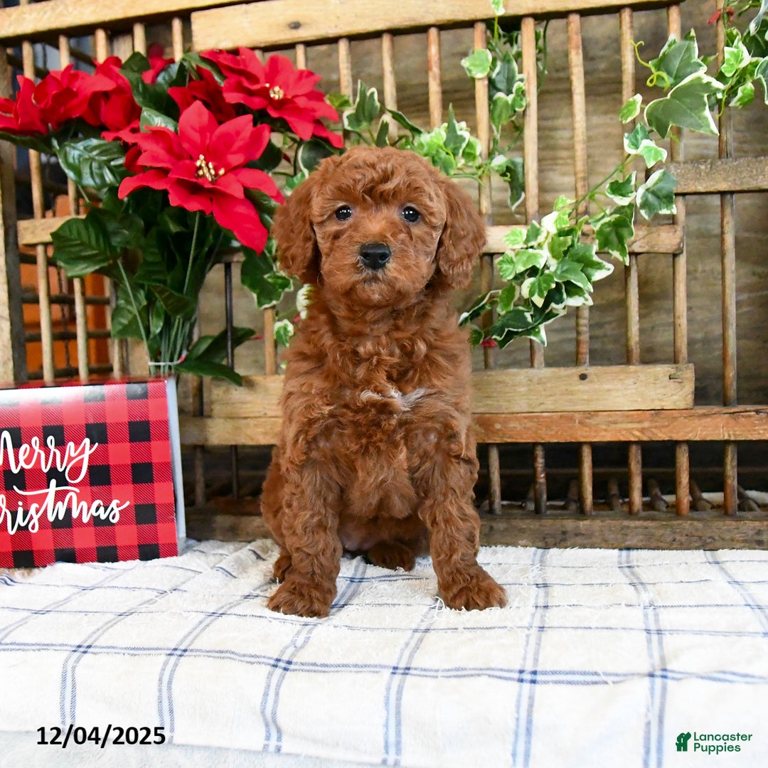 Mini Goldendoodle dogs for sale: Wade - Ad 1