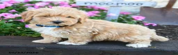 Maltipoo dogs for sale: Peter - Ad 5