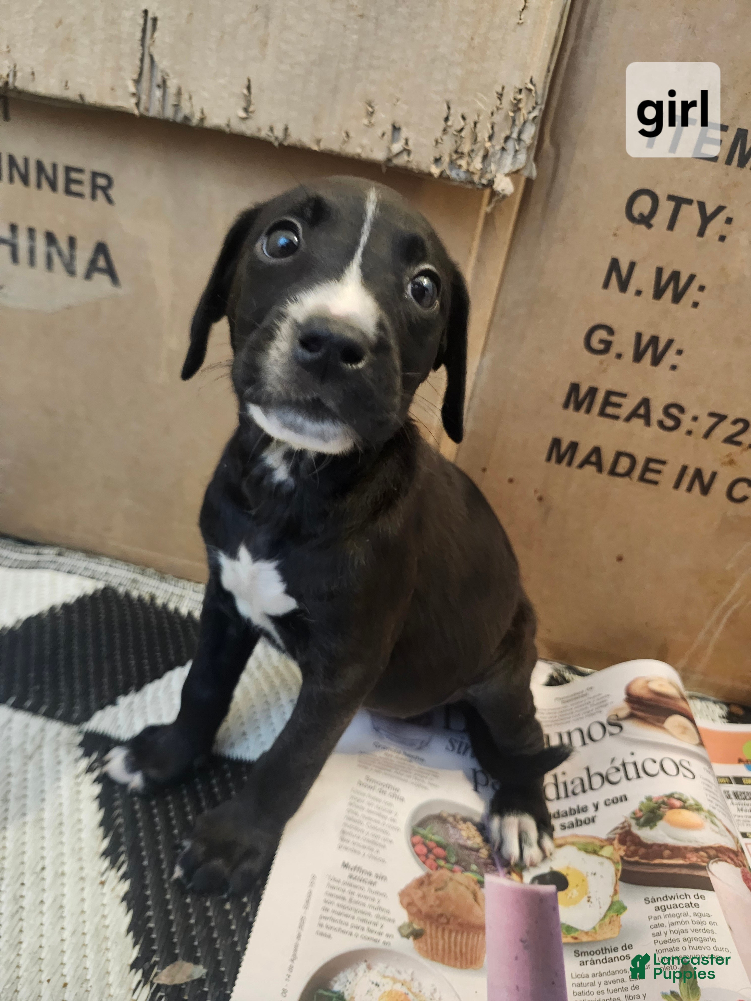 Bull Purebred American Staffordshire Terrier For Sale American