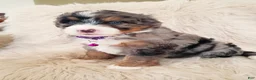Mini Bernedoodle dogs for sale: WINONA - Ad 4