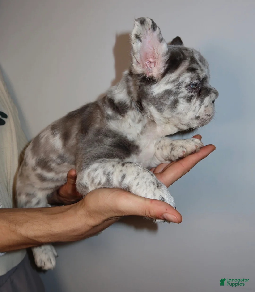 French Bulldog dogs for sale: Mimi the fluffy  - Ad 2