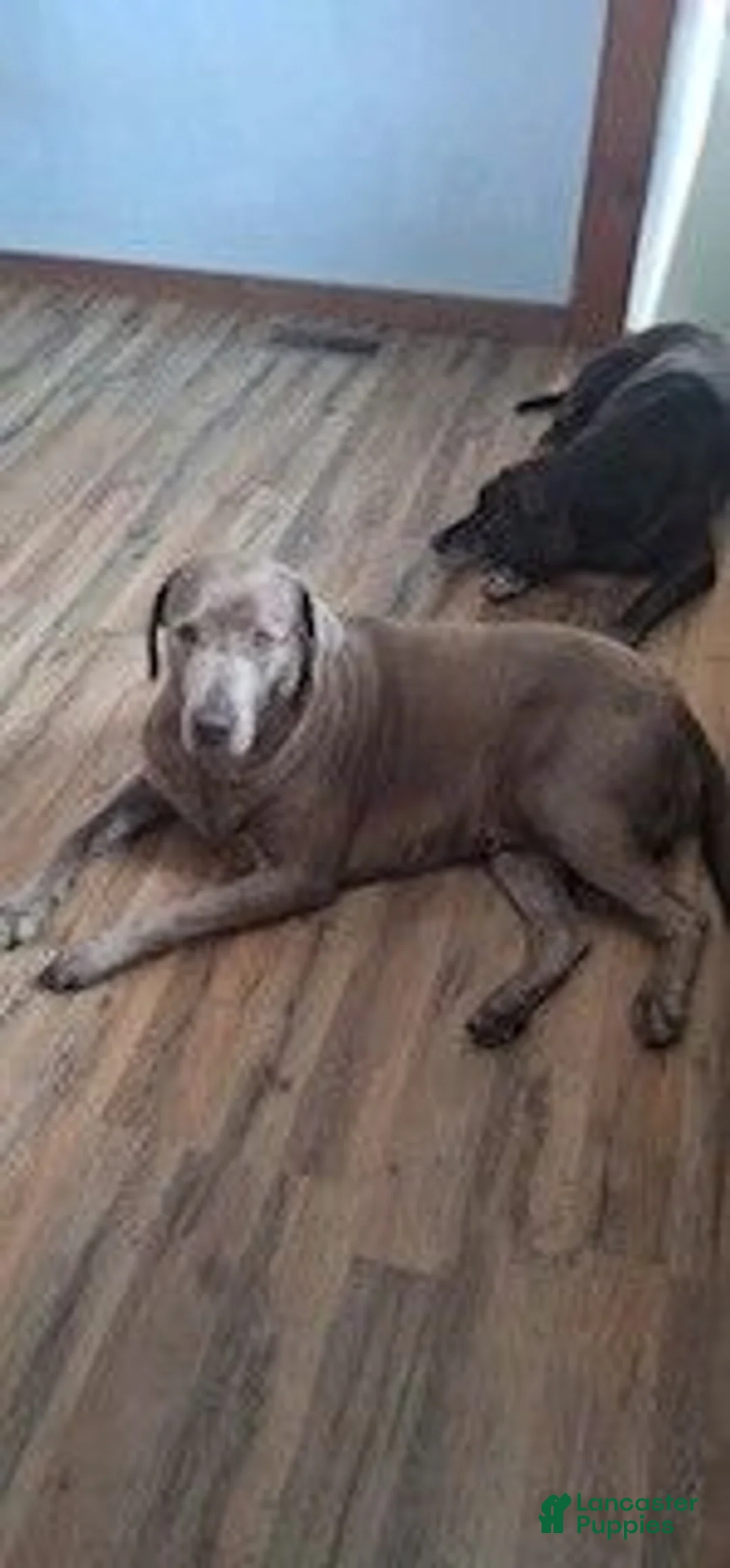 Labrador Retriever dogs for sale: Silver Labrador Retriever 8 - Ad 2