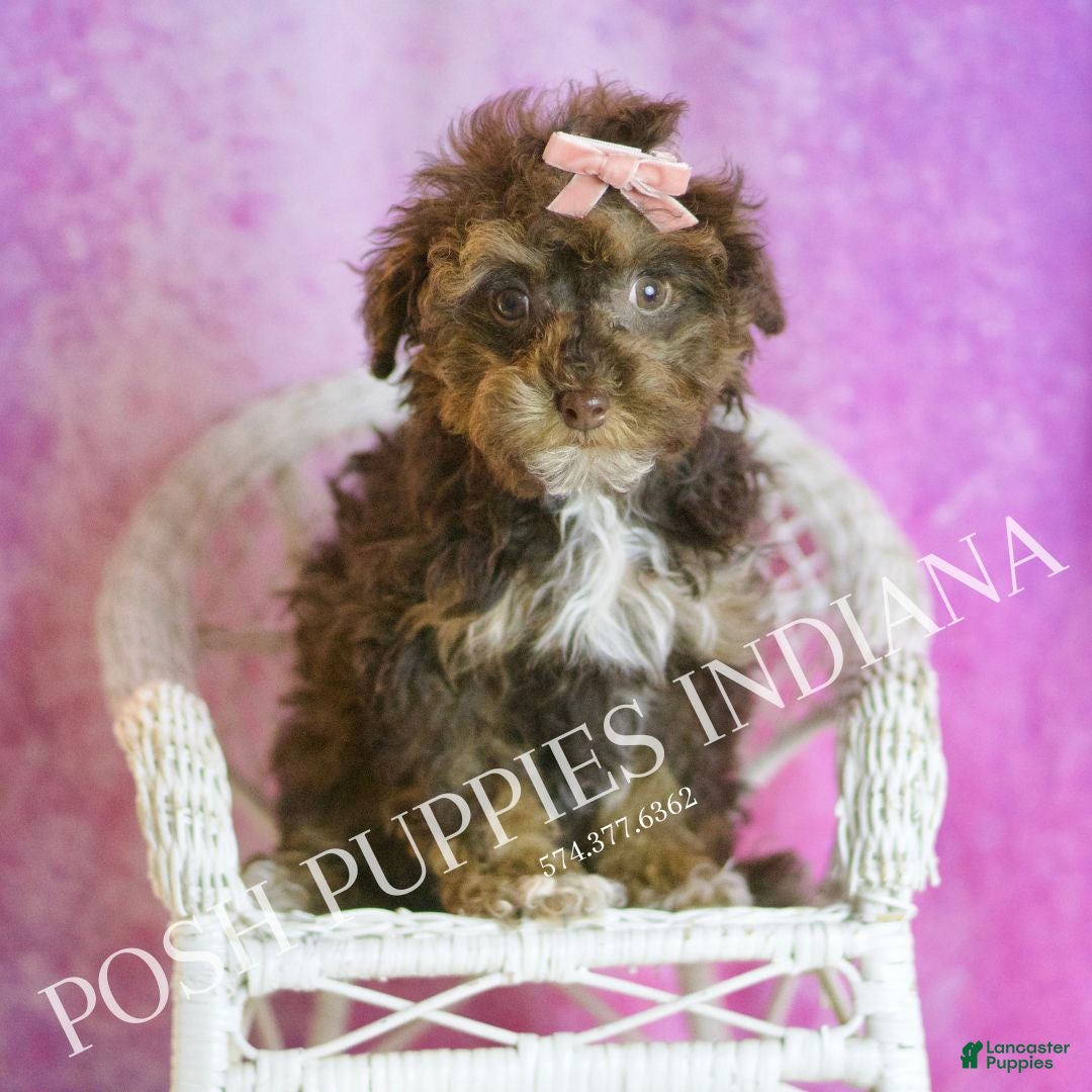 Toy Poodle dogs for sale: Celeste - Ad 7