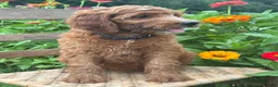 Irish Doodle dogs for sale: Maple - Ad 6