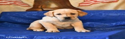 Labrador Retriever dogs for sale: Hazel - Ad 2