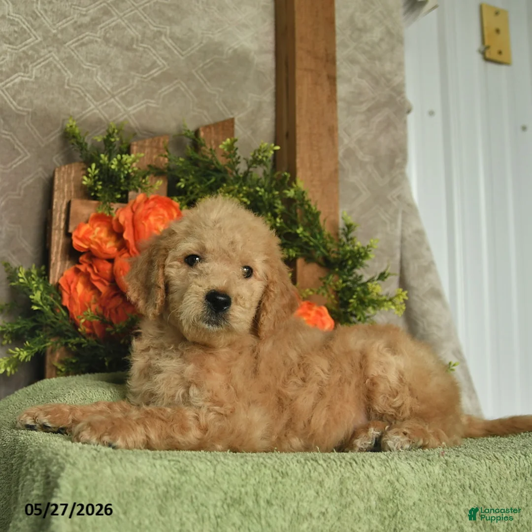 Mini Goldendoodle dogs for sale: Harper  - Ad 3