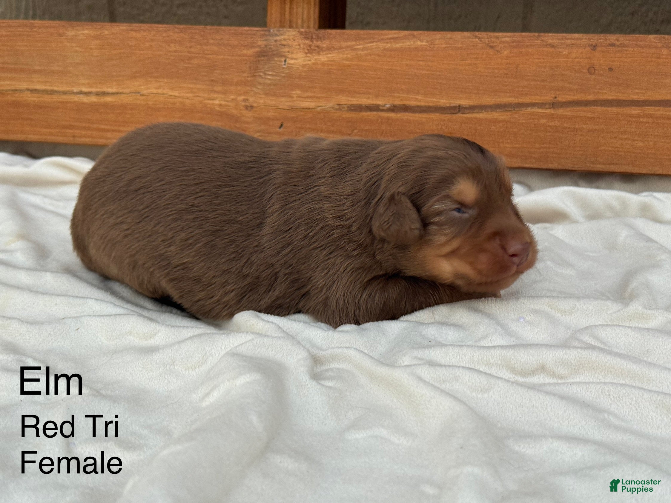 Australian Shepherd dogs Elm  - Ad 16