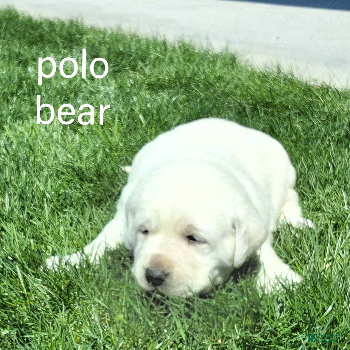 Labrador Retriever dogs Polo Bear  - Ad 1