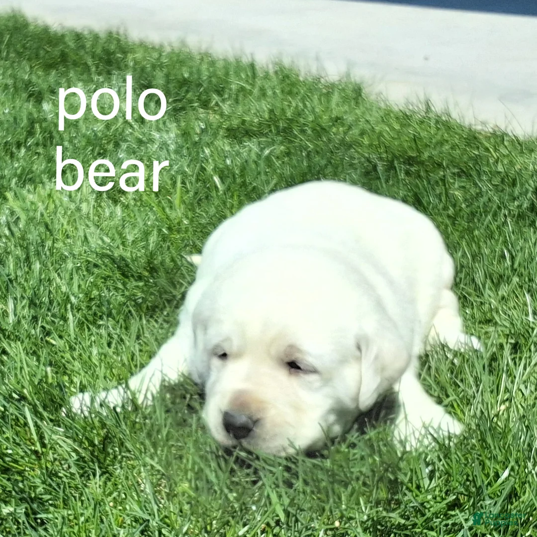 Labrador Retriever dogs for sale: Polo Bear  - Ad 1