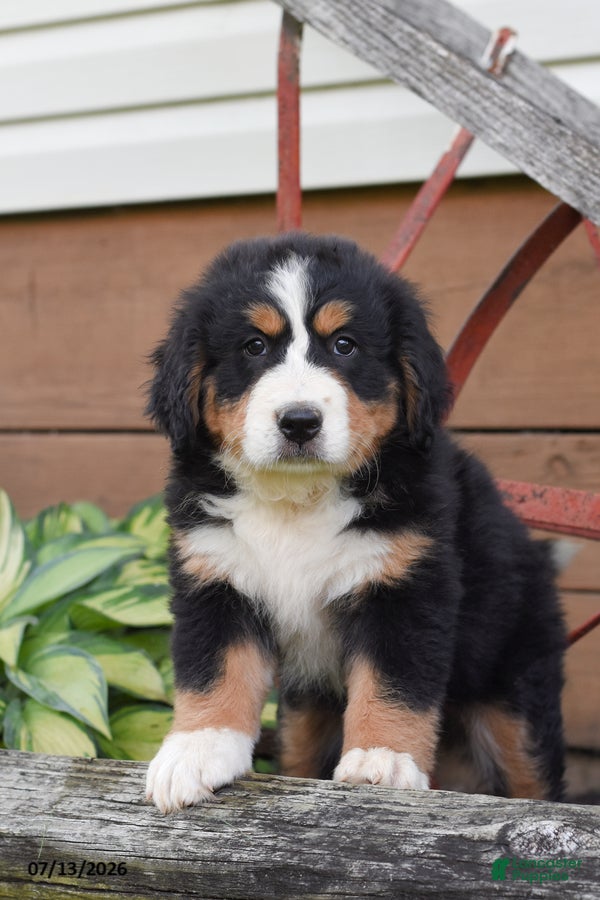 Bernese Mountain Dog dogs for sale: Remi - Ad 2