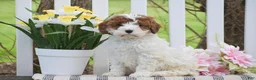 Cavapoo dogs for sale: Scott - Ad 2
