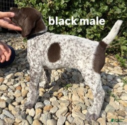 German Shorthaired Pointer dogs Black Male - Ad 1