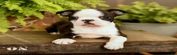 Boston Terrier dogs for sale: Dash - Ad 4