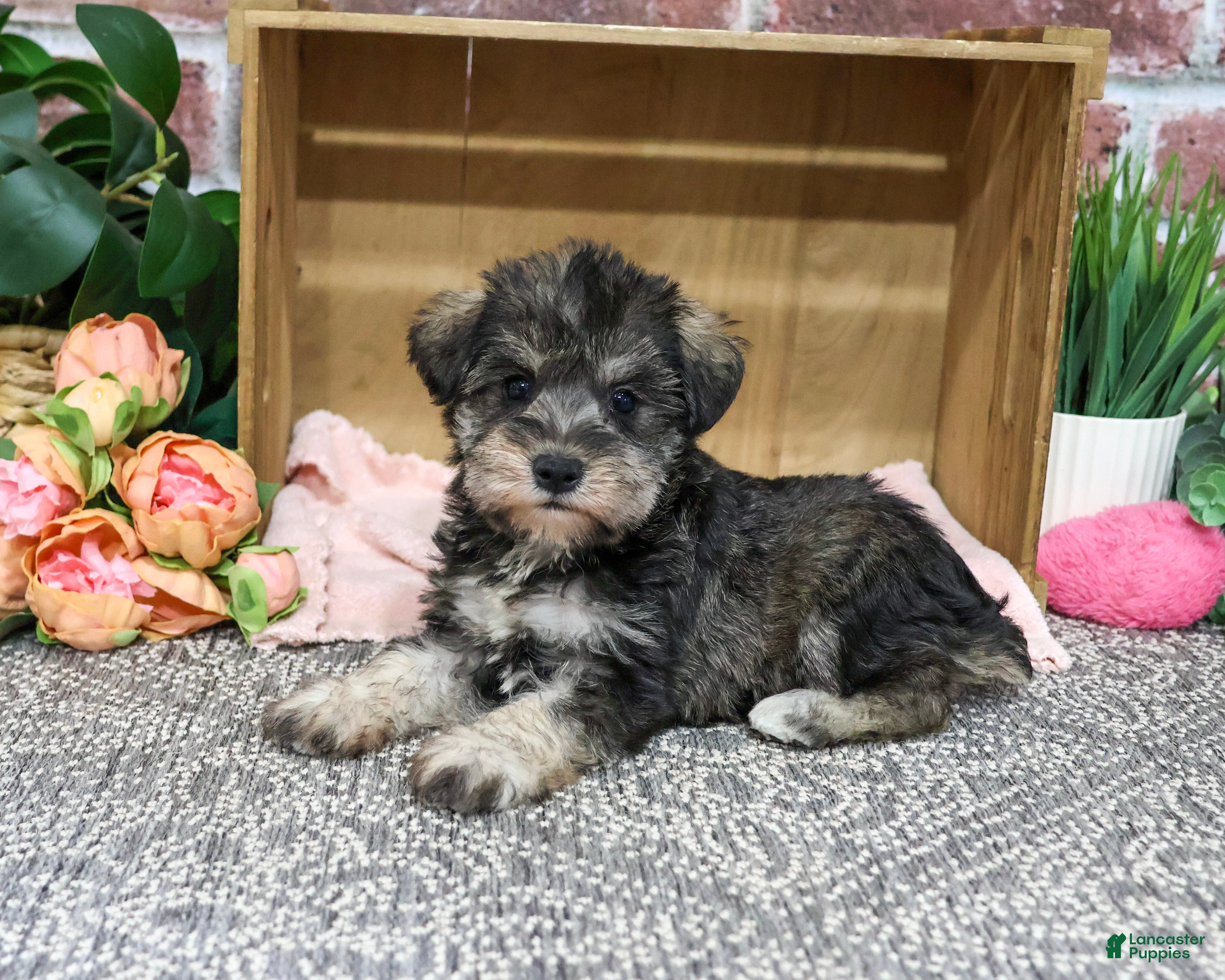 Miniature Schnauzer dogs Denise - Ad 9