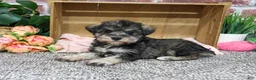 Miniature Schnauzer dogs for sale: Denise - Ad 1
