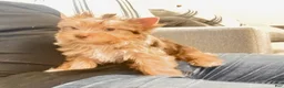 Yorkshire Terrier dogs for sale: Yorkshire Terrier 1 - Ad 6