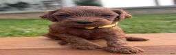 Irish Doodle dogs for sale: Olive - Ad 8