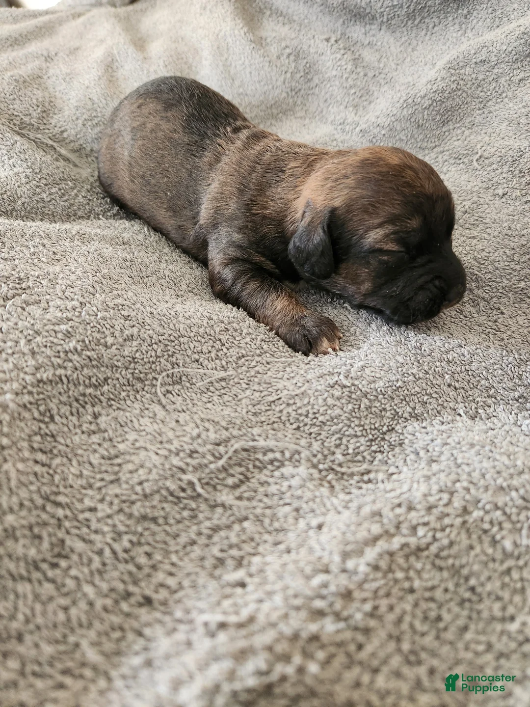 Mixed Breed dogs for sale:  SHES a Brindle  - Ad 8