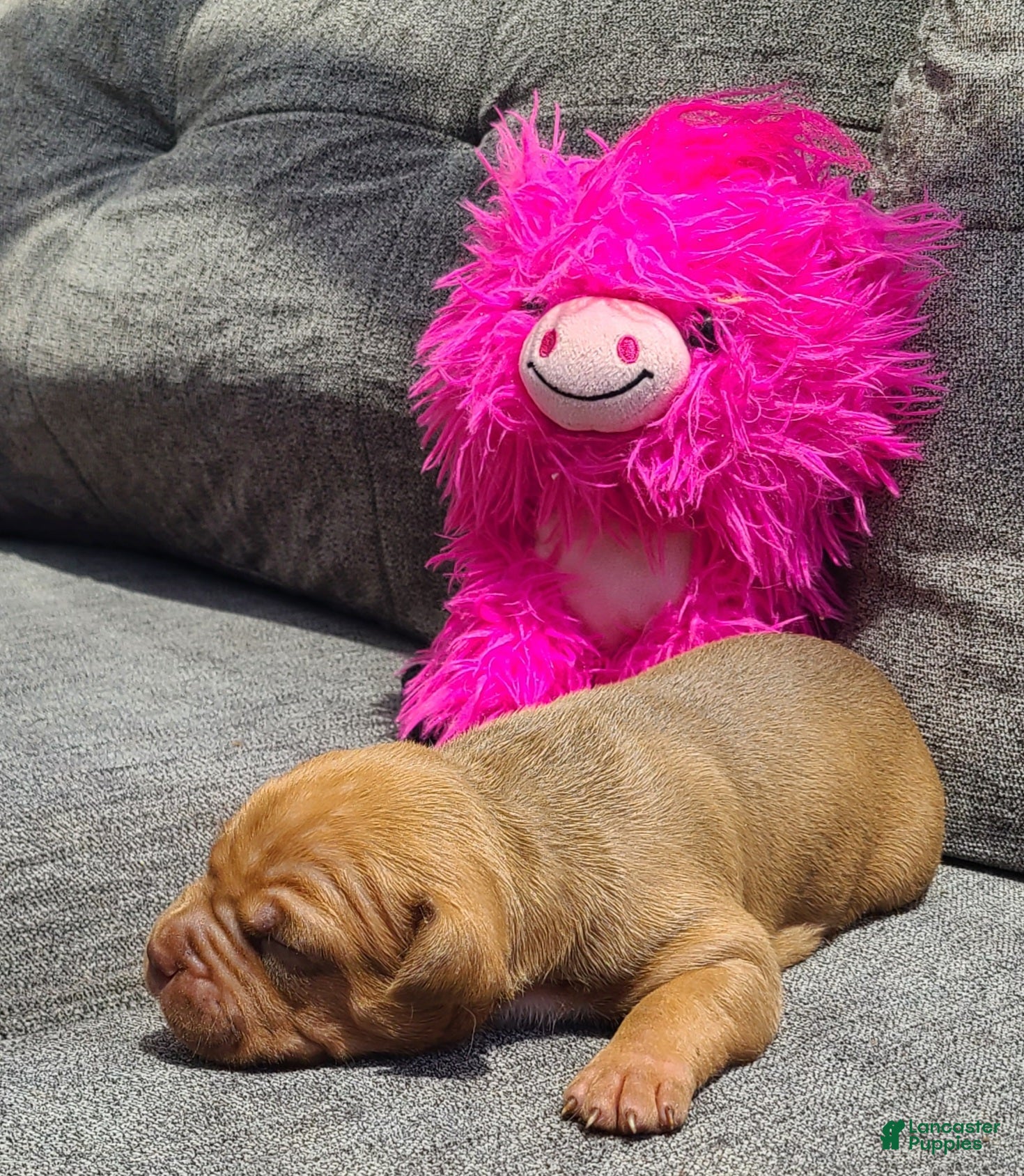 American Bully dogs Bella - Ad 1