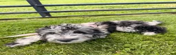 Double Doodle dogs for sale: Double Doodle 1 - Ad 4