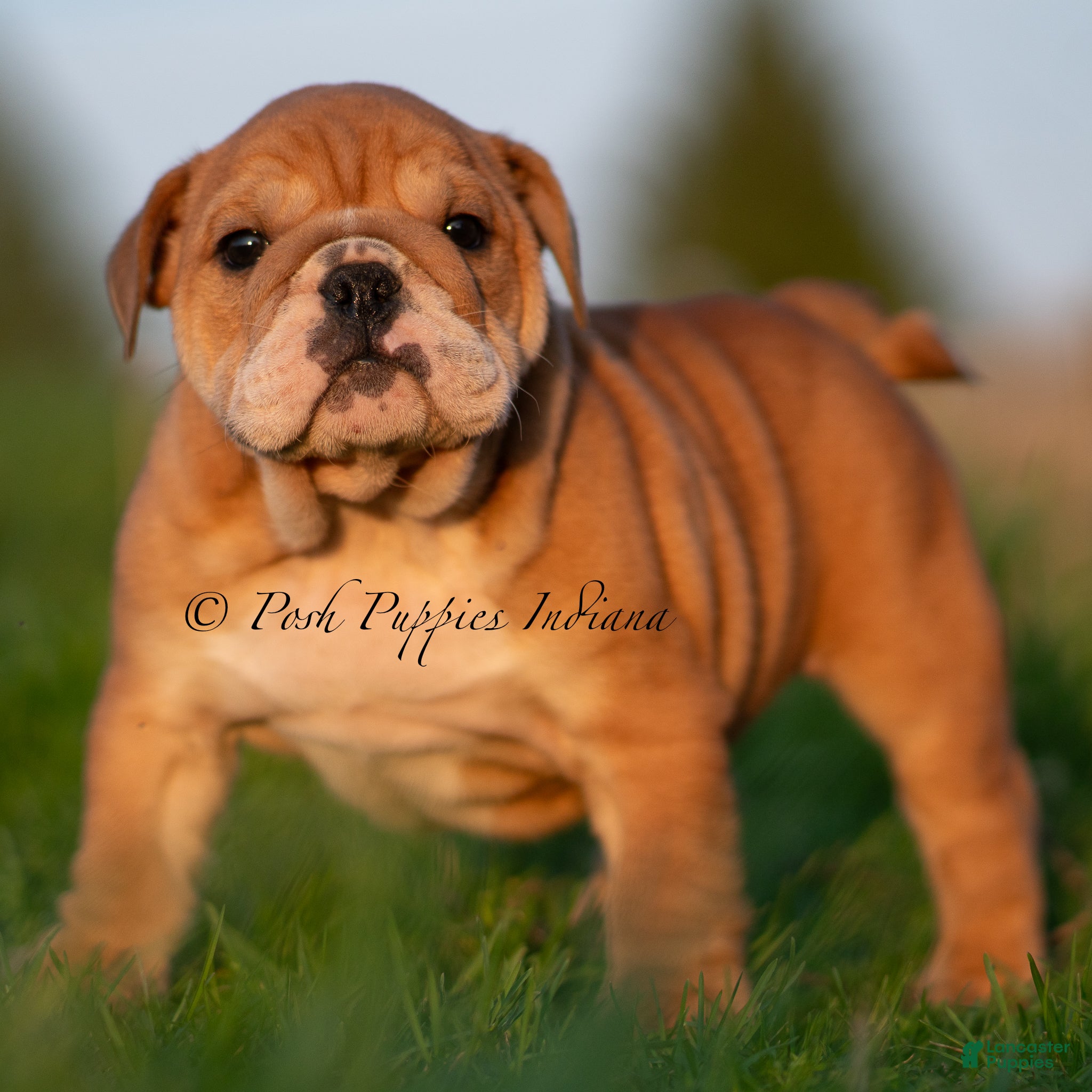 English Bulldog dogs Porkchop AKC - Ad 28