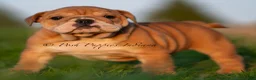 English Bulldog dogs for sale: Porkchop AKC - Ad 1