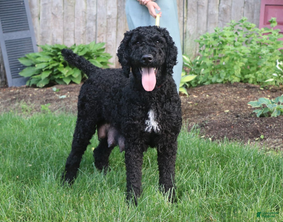 Standard Poodle dogs for sale: Izzy - Ad 6