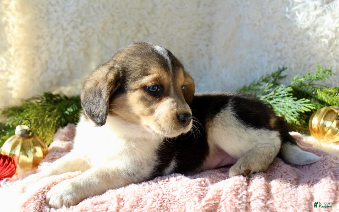 Mixed Breed dogs for sale: Molly - Ad 4