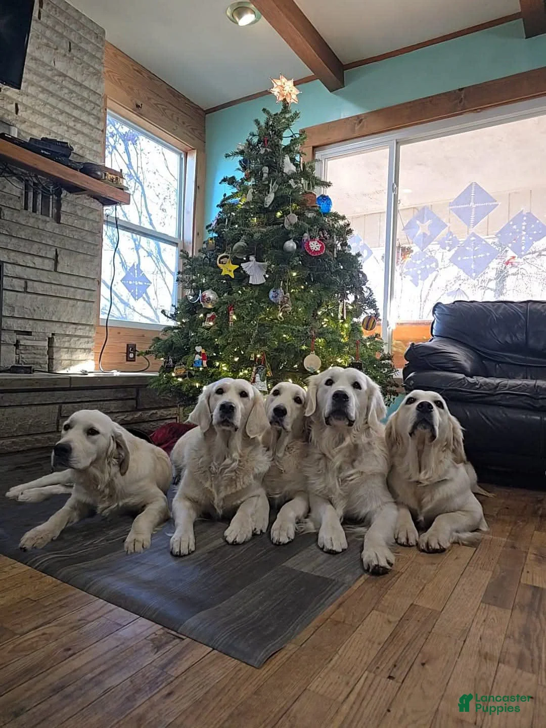 Gallery Image {{count}}