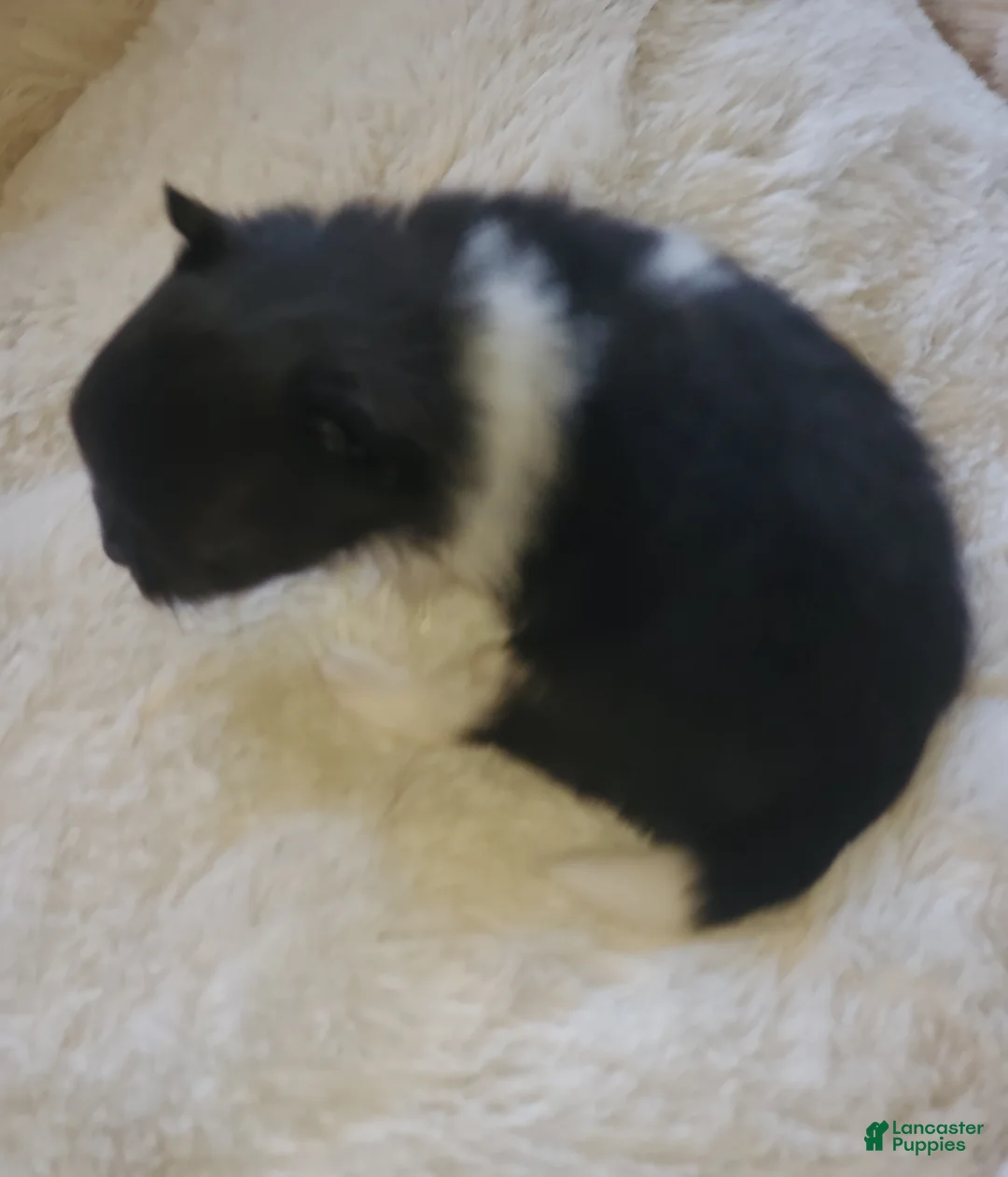 Pomeranian dogs for sale: Pomeranian Puppy 1 - Ad 8