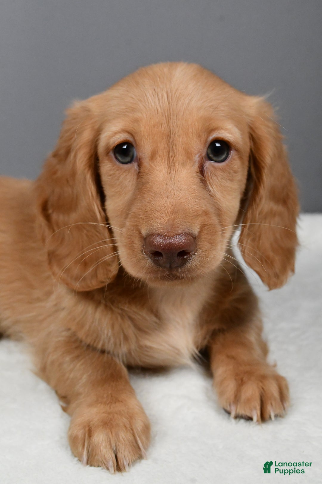 Miniature Dachshund dogs for sale: Virgina - Ad 5