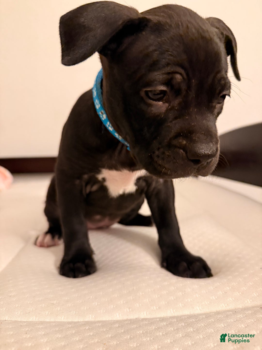 Mixed Breed dogs for sale: Pup Yellow - Ad 23