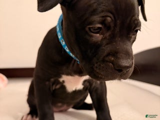 Mixed Breed dogs Pup Light Blue - Ad 23