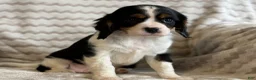 Cavalier King Charles Spaniel dogs for sale: Tucker - Ad 6