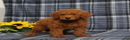 Miniature Poodle dogs for sale: Creed - Ad 3